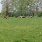 IMG-20191113-WA0012